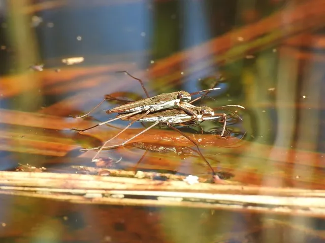Gerridae - molnárpoloskák