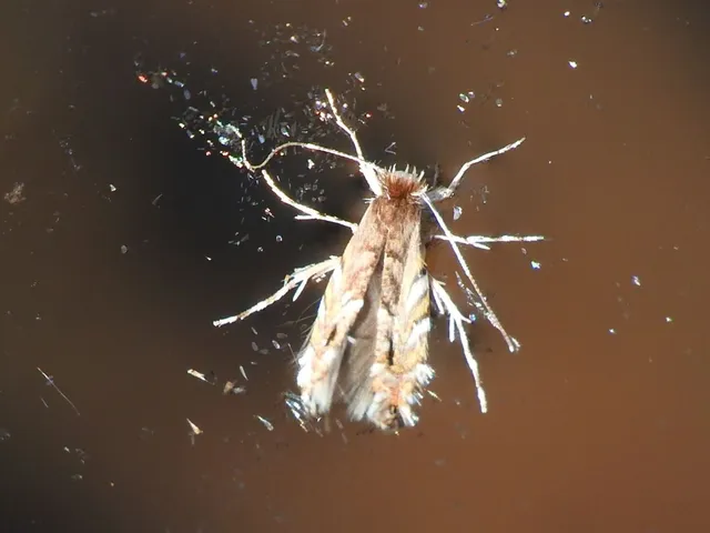 Macrosaccus robiniella - akáclevél-sátorosmoly