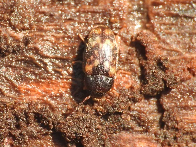 Mycetophagus atomarius - tarka gombabogár