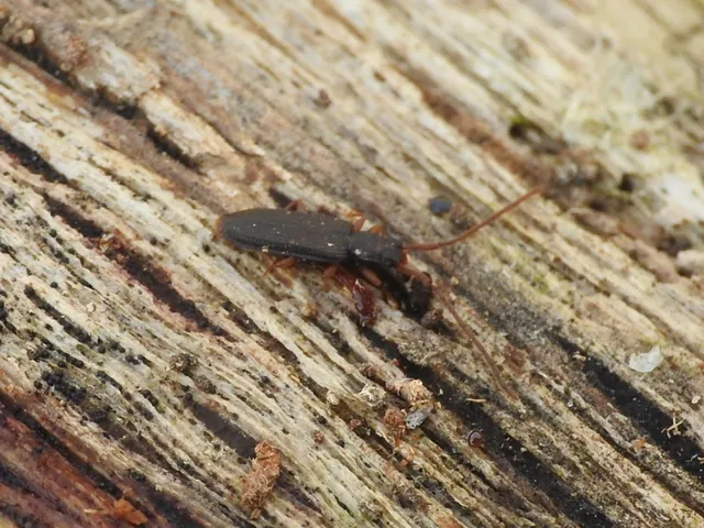 Uleiota planatus - hosszúcsápú fogasnyakú-lapbogár