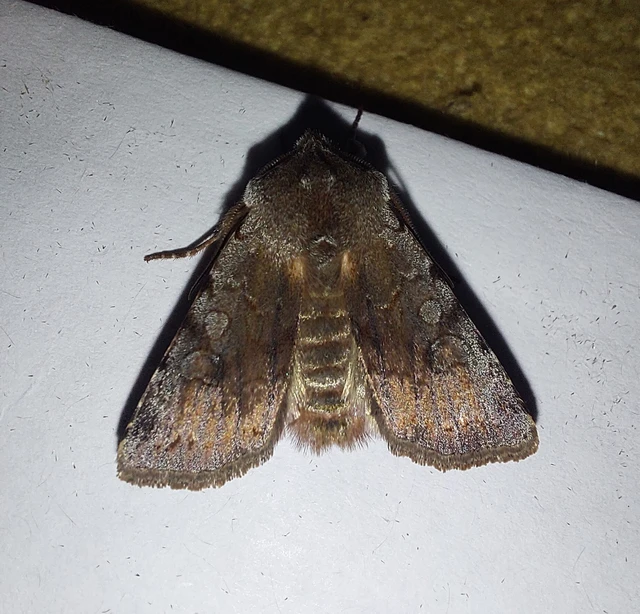 Cerastis rubricosa - vörhenyes tavaszibagoly
