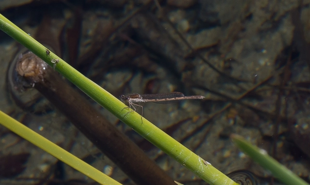 Sympecma fusca - téli rablószitakötő