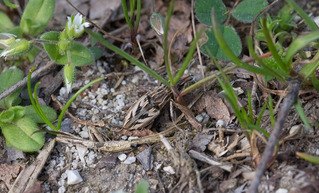 Coniocleonus nigrosuturatus - nyíljegyes barkó