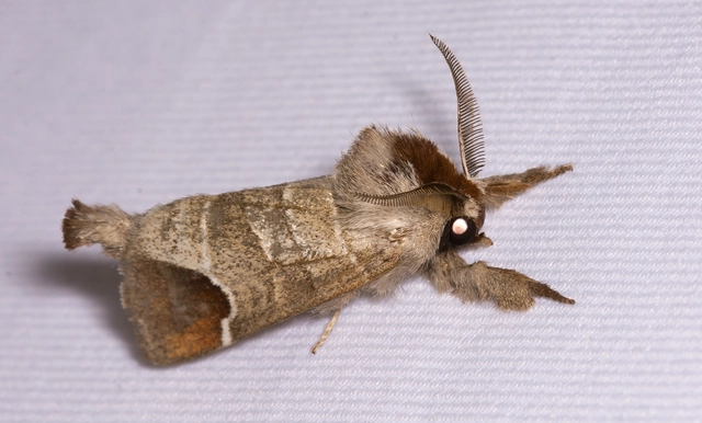 Clostera curtula - rövidszárnyú levélszövő
