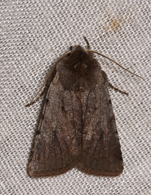Cerastis rubricosa - vörhenyes tavaszibagoly