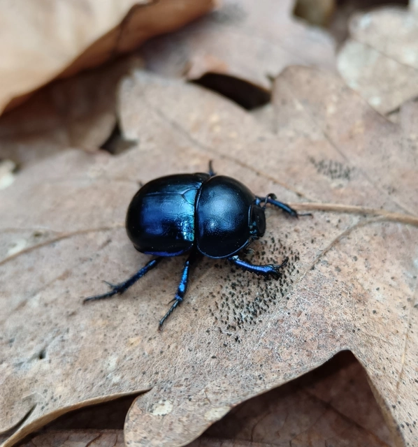Trypocopris vernalis - tavaszi álganéjtúró