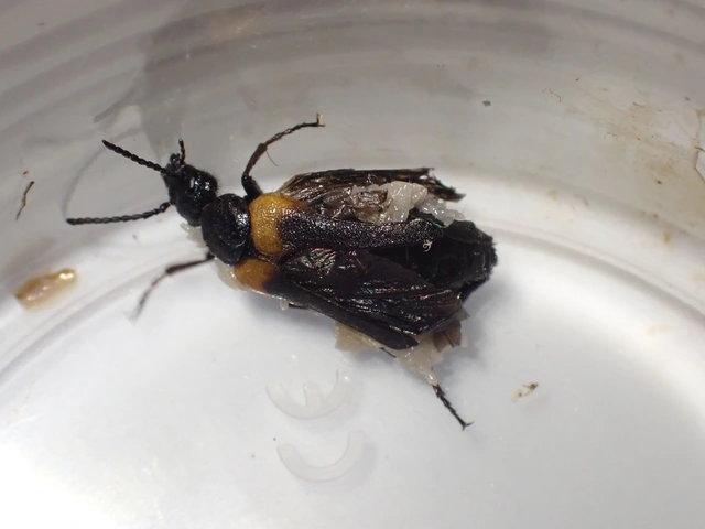 Sitaris muralis - pirosvállú méhbogár