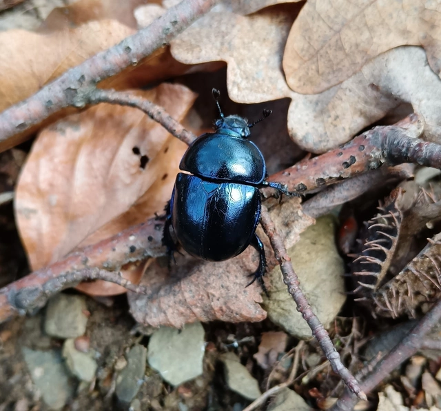 Trypocopris vernalis - tavaszi álganéjtúró