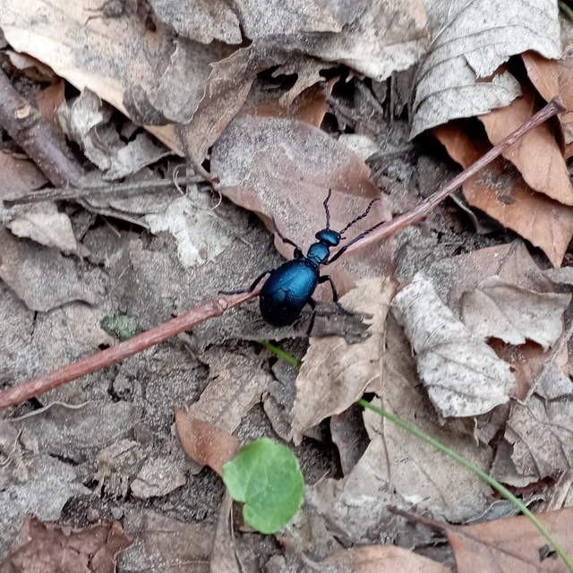 Meloe violaceus - kék nünüke