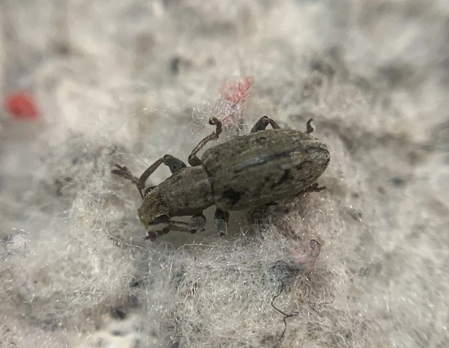 Sitona obsoletus - sárga csipkézőbogár