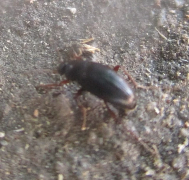 Leiodidae - pecebogárfélék Leiodidae - pecebogárfélék