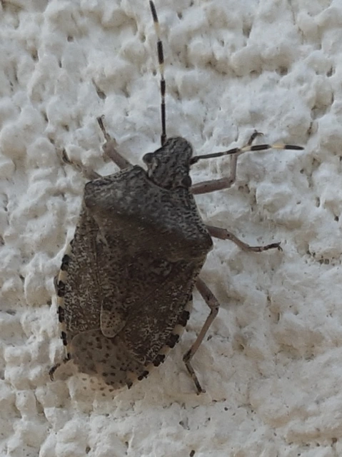 Rhaphigaster nebulosa - bencepoloska