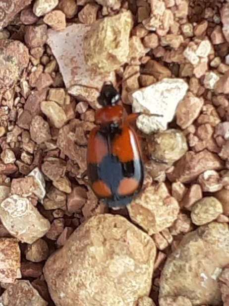 Lebia cruxminor - keresztes cserjefutó