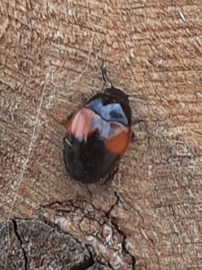 Tritoma bipustulata - feketenyakú tarbogár