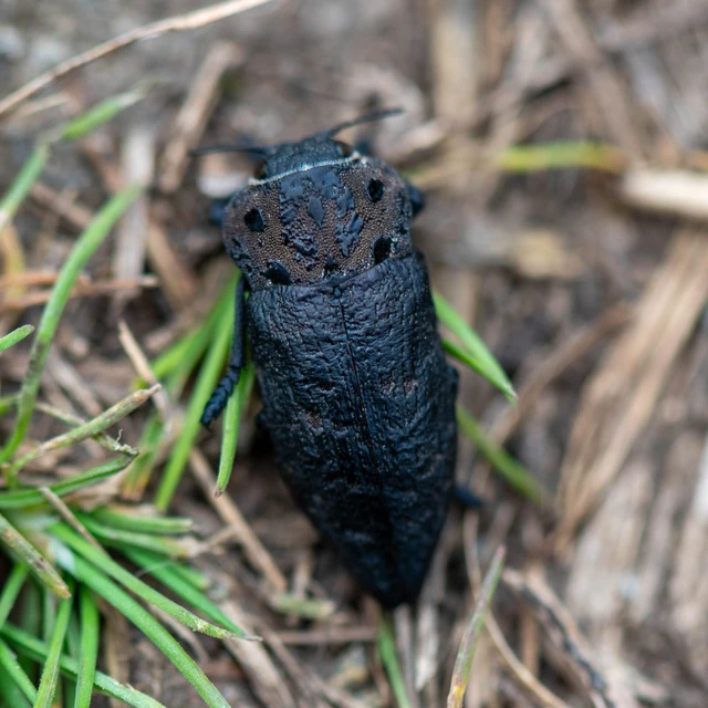 Capnodis tenebrionis - kökény-tükrösdíszbogár