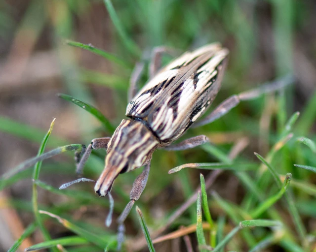 Coniocleonus nigrosuturatus - nyíljegyes barkó