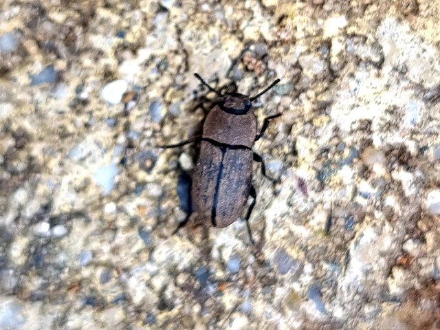 Gonocephalum granulatum pusillum
