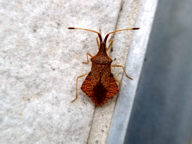 Syromastus rhombeus - vitorlás karimáspoloska