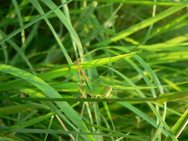 Bicolorana bicolor - halványzöld rétiszöcske