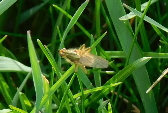 Scathophaga stercoraria - közönséges trágyalégy