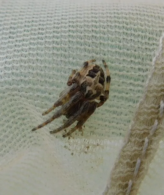 Larinioides cornutus - nádi keresztespók