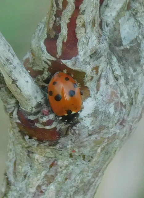 Hippodamia variegata - tizenhárompettyes katica