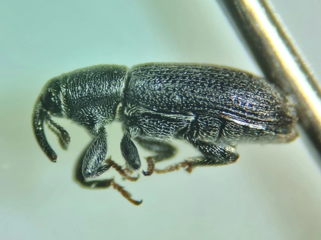 Mecinus pyraster - szélesnyakú útifűormányos