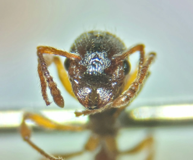 Myrmica sabuleti - gyakori bütyköshangya