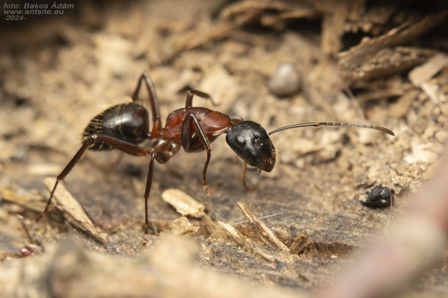 Camponotus ligniperda - faodvasító lóhangya