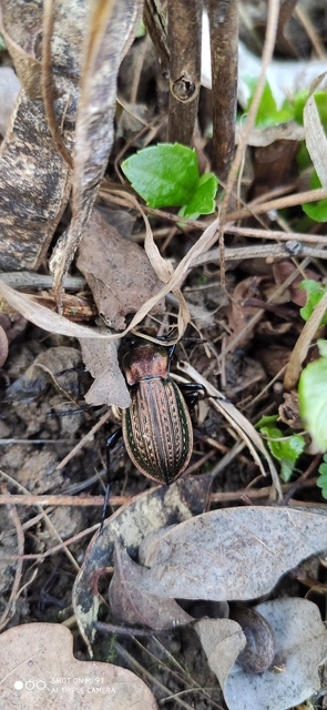 Carabus ulrichii - rezes futrinka