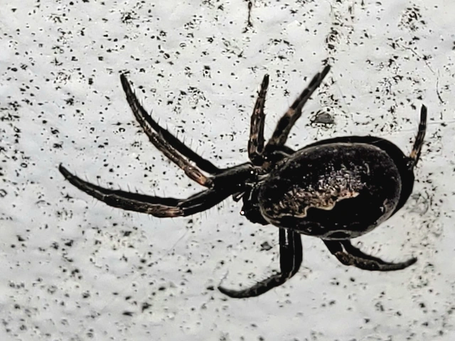 Nuctenea umbratica - közönséges rés-keresztespók