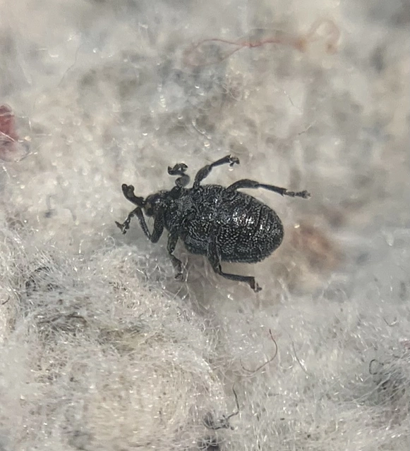 Ceutorhynchus hirtulus - lúdfű-ceutormányos