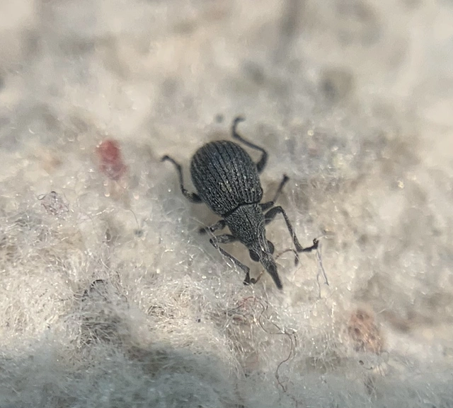 Oxystoma craccae - kaszanyügbükköny-cickányormányos