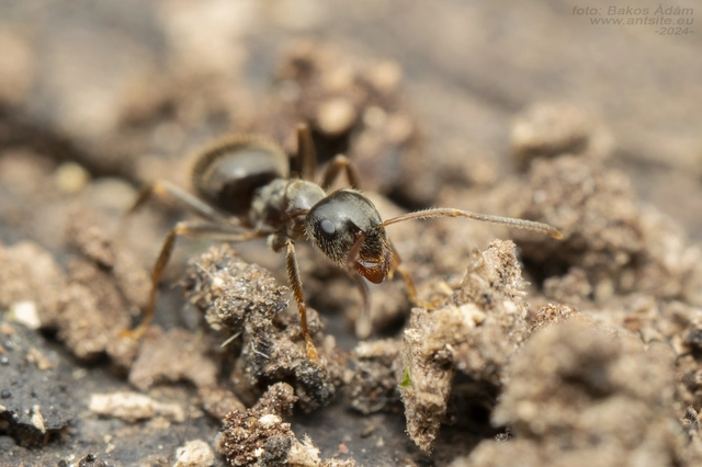Lasius platythorax - erdei feketehangya