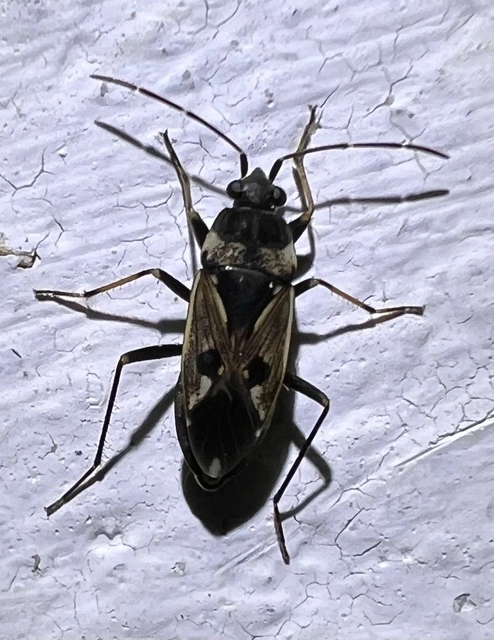 Rhyparochromus vulgaris - közönséges díszesbodobács