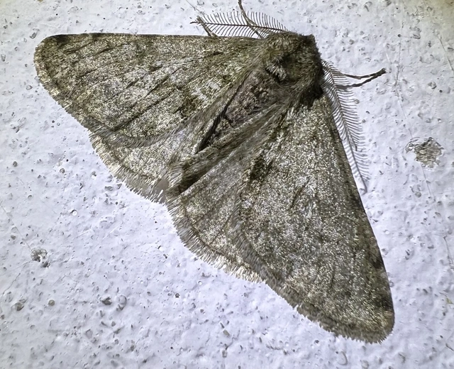 Apocheima pilosaria - zöldes tavasziaraszoló