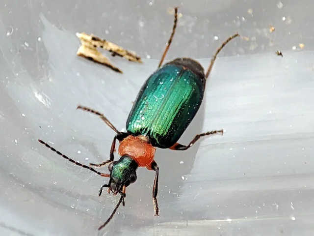 Lebia cyanocephala - pompás cserjefutó