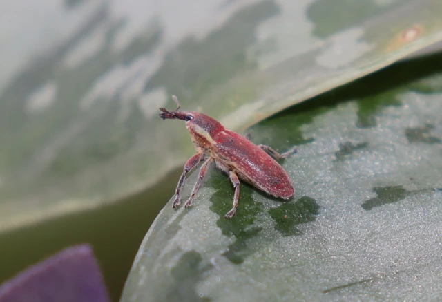 Lixus vilis - gémorr-dudvabarkó