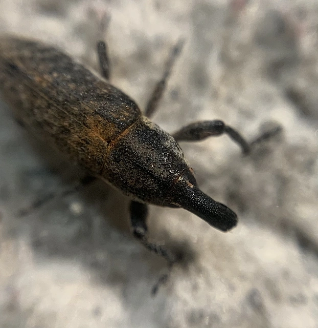 Lixus punctirostris - pontozottorrú dudvabarkó