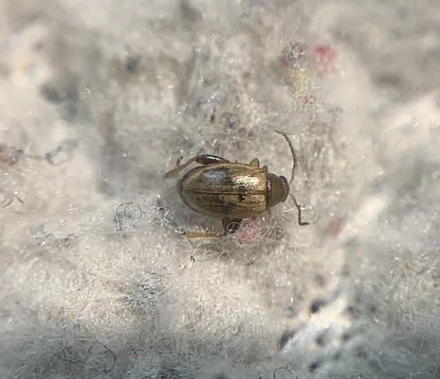 Longitarsus ballotae