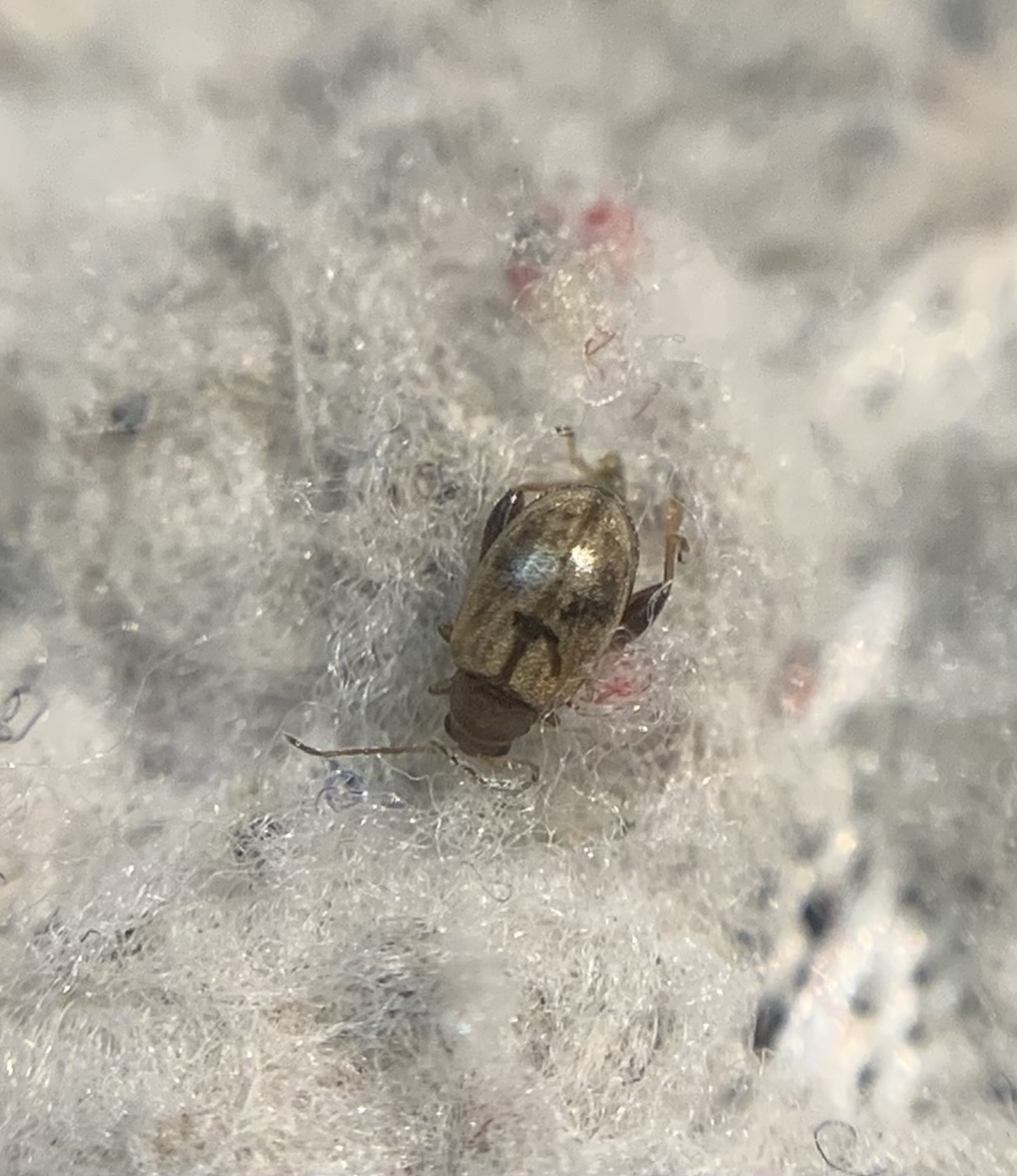 Longitarsus ballotae