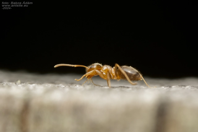 Lasius brunneus - rozsdáshátú feketehangya
