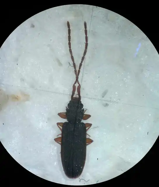 Uleiota planatus - hosszúcsápú fogasnyakú-lapbogár