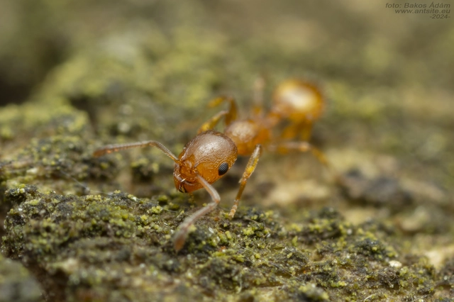 Temnothorax turcicus - sárga kéreghangya