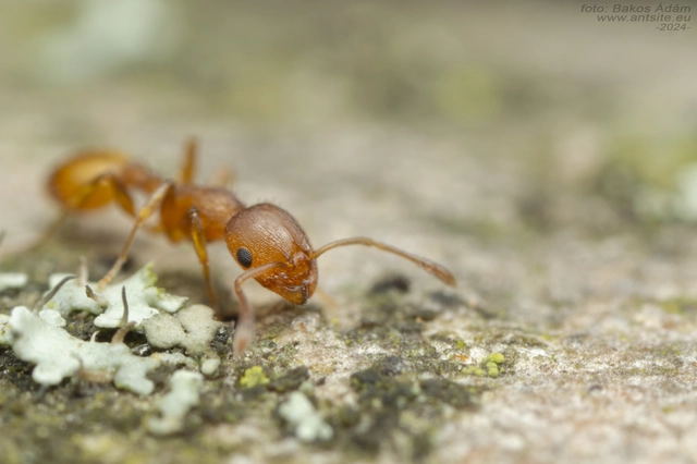 Temnothorax turcicus - sárga kéreghangya