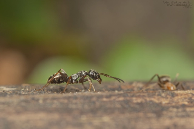 Formica fusca - kormos rabszolgahangya