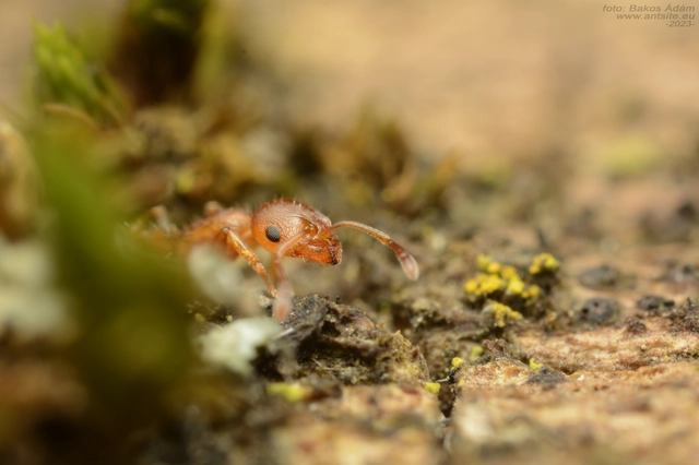 Temnothorax turcicus - sárga kéreghangya