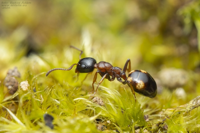 Dolichoderus quadripunctatus - négypettyes erdeihangya