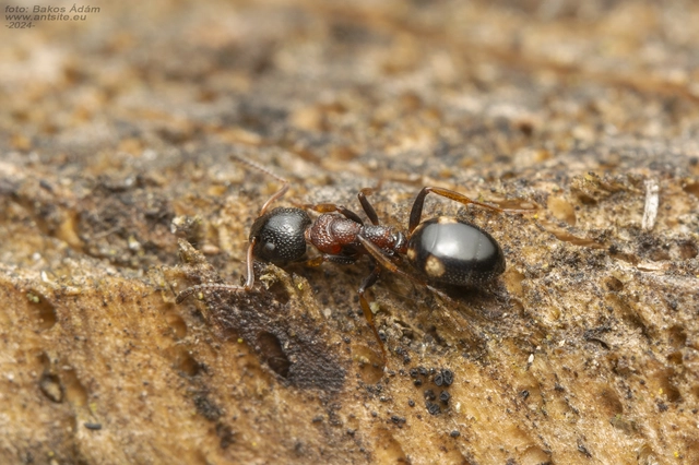 Dolichoderus quadripunctatus - négypettyes erdeihangya