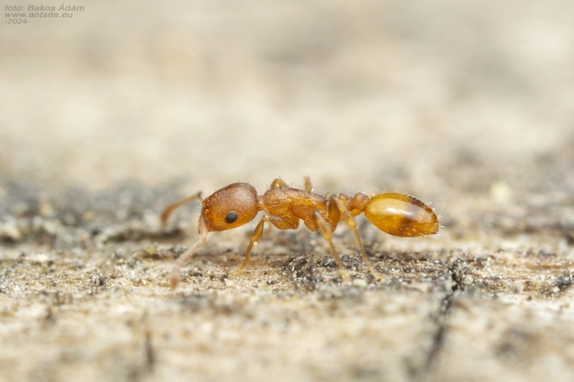 Temnothorax turcicus - sárga kéreghangya